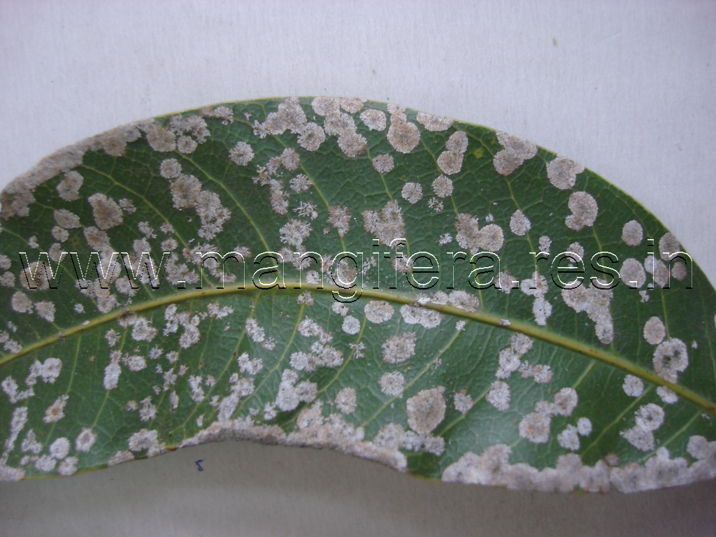 Red Rust